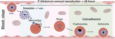 Biophysical Tools and Concepts Enable Understanding of Asexual Blood Stage Malaria